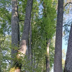 Viljandi Adventure Park - Viljandi