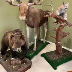 Viljandi Museum - Viljandi