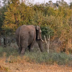 Hlane Royal National Park - Mbabane