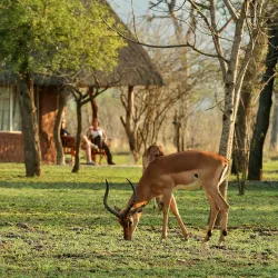 Hlane Royal National Park - Mbabane