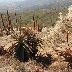 Maguga Dam - Piggs Peak