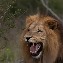 Hlane Royal National Park - Simunye