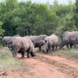 Hlane Royal National Park - Simunye