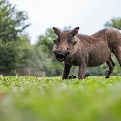 Mhlosinga Nature Reserve - Simunye