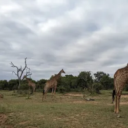 Hlane Royal National Park - Siteki