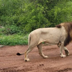 Hlane Royal National Park - Siteki