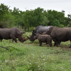 Hlane Royal National Park - Siteki