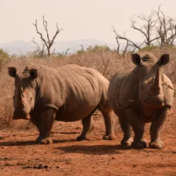 Mkhaya Game Reserve - Siteki