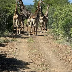 Mkhaya Game Reserve - Siteki