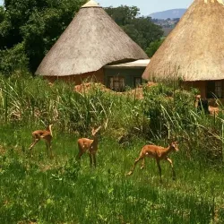 Mkhaya Game Reserve - Siteki