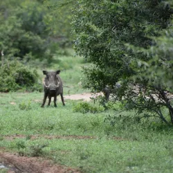 Mkhaya Game Reserve - Siteki