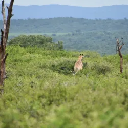 Mkhaya Game Reserve - Siteki