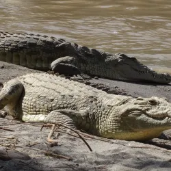 Awash National Park (nearby) - Adama (Nazret