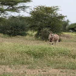 Awash National Park (nearby) - Adama (Nazret