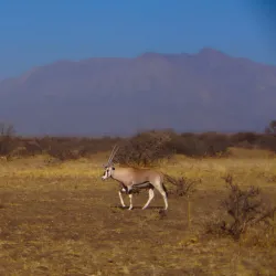Awash National Park (nearby) - Adama (Nazret