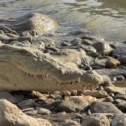 Awash National Park (nearby) - Adama (Nazret