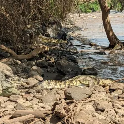 Awash National Park (nearby) - Adama (Nazret