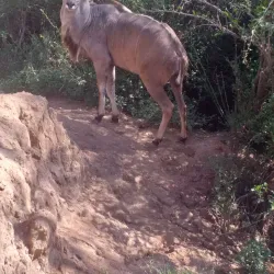 Mount Chilalo - Assela (Asela)