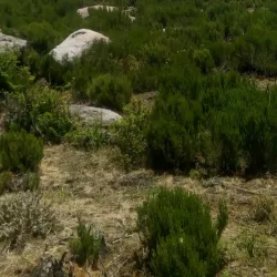 Mount Chilalo - Assela (Asela)