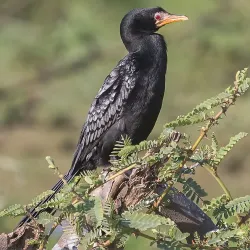 Nearby Rift Valley Lakes Exploration - Batu (Ziway