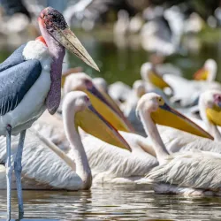 Nearby Rift Valley Lakes Exploration - Batu (Ziway