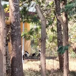 Bedele Coffee Plantations - Bedele