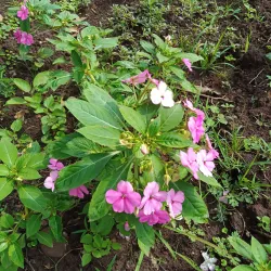 Dilla Botanical Garden - Dilla