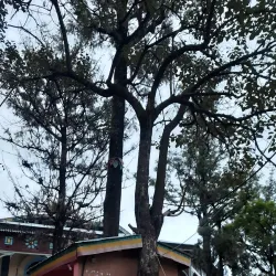 Medhane Alem Church - Harar