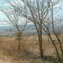 Gibe River - Nekemte (Nek'emtē)