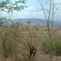 Gibe River - Nekemte (Nek'emtē)