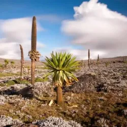 Bale Mountains National Park - Robe