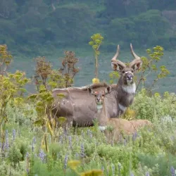Bale Mountains National Park - Robe