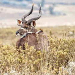 Bale Mountains National Park - Robe