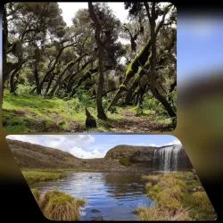 Harenna Forest - Robe