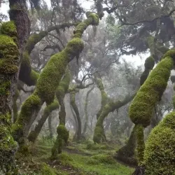 Harenna Forest - Robe