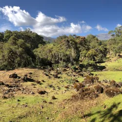 Harenna Forest - Robe