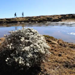 Mount Tullu Dimtu - Robe