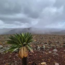 Mount Tullu Dimtu - Robe