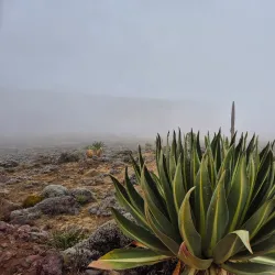 Mount Tullu Dimtu - Robe