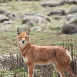 Mount Tullu Dimtu - Robe