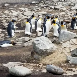 Wildlife Watching - Port Louis South