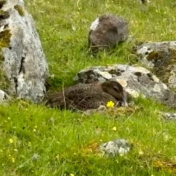 Traditional Faroese Houses - Lambi