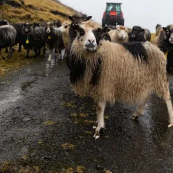 Traditional Faroese Houses - Lambi