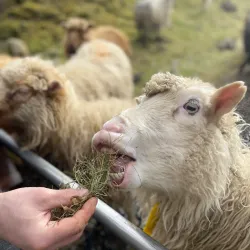 Traditional Faroese Houses - Lambi