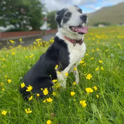 Traditional Faroese Houses - Lambi