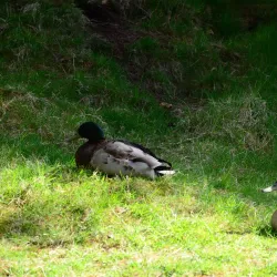 Viðarlundin Park - Leirvik