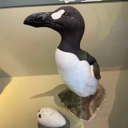 Local Faroese Museum - Saltangara