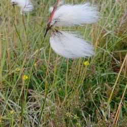 Bird Watching Spots - Strendur