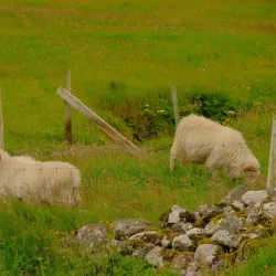 Húsavík - Torshavn