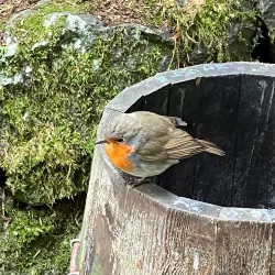 Viðarlundin Park - Torshavn